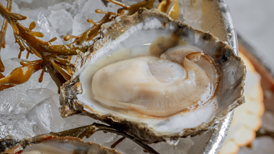 native oyster