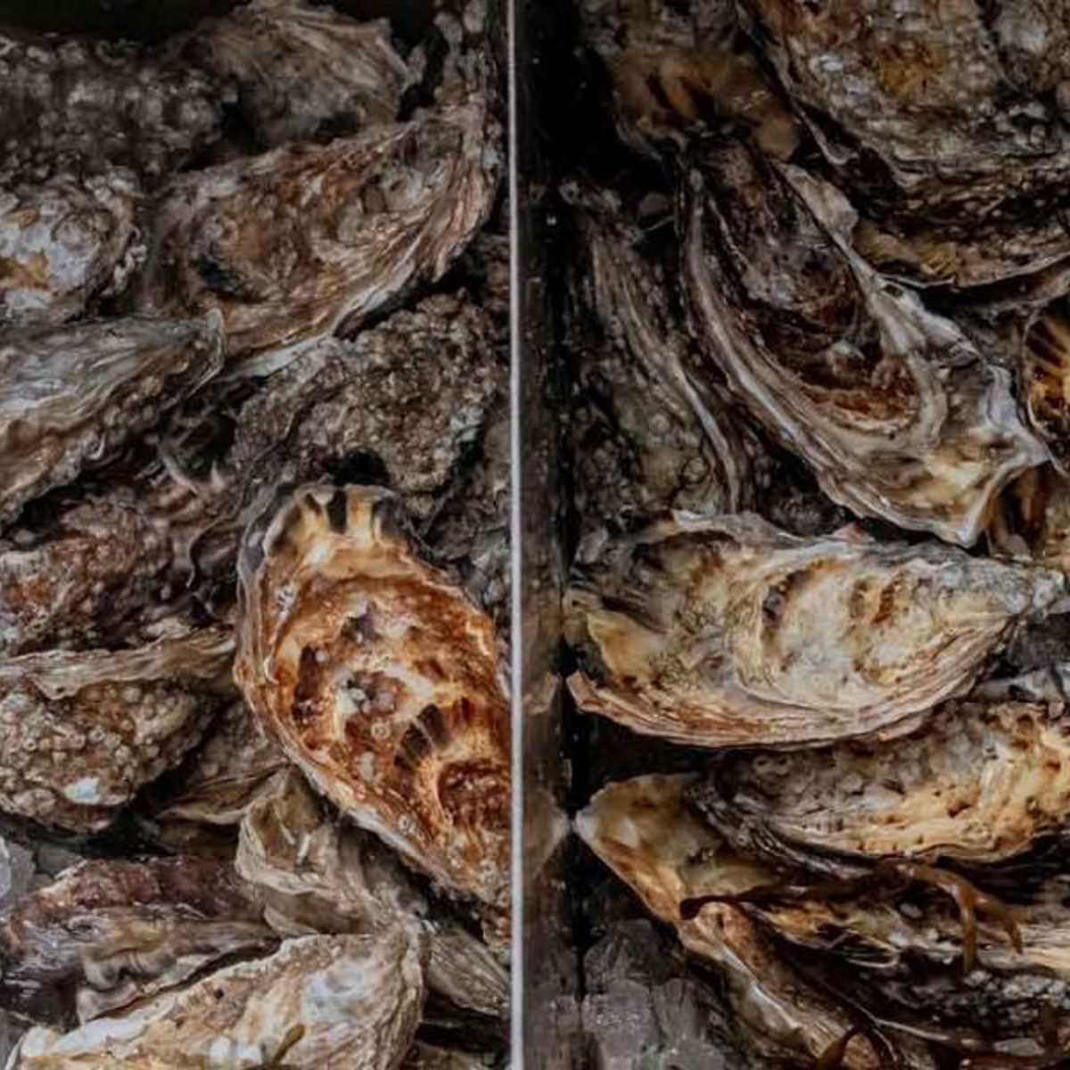 Beef Oyster Pie | Recipes | Bentley's